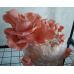 Мицелий Вешенки розовой / Розовый фламинго (Pleurotus djamor) Мицелий Вешенки розовой / Розовый фламинго (Pleurotus djamor)